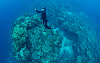 Fiji Freediving